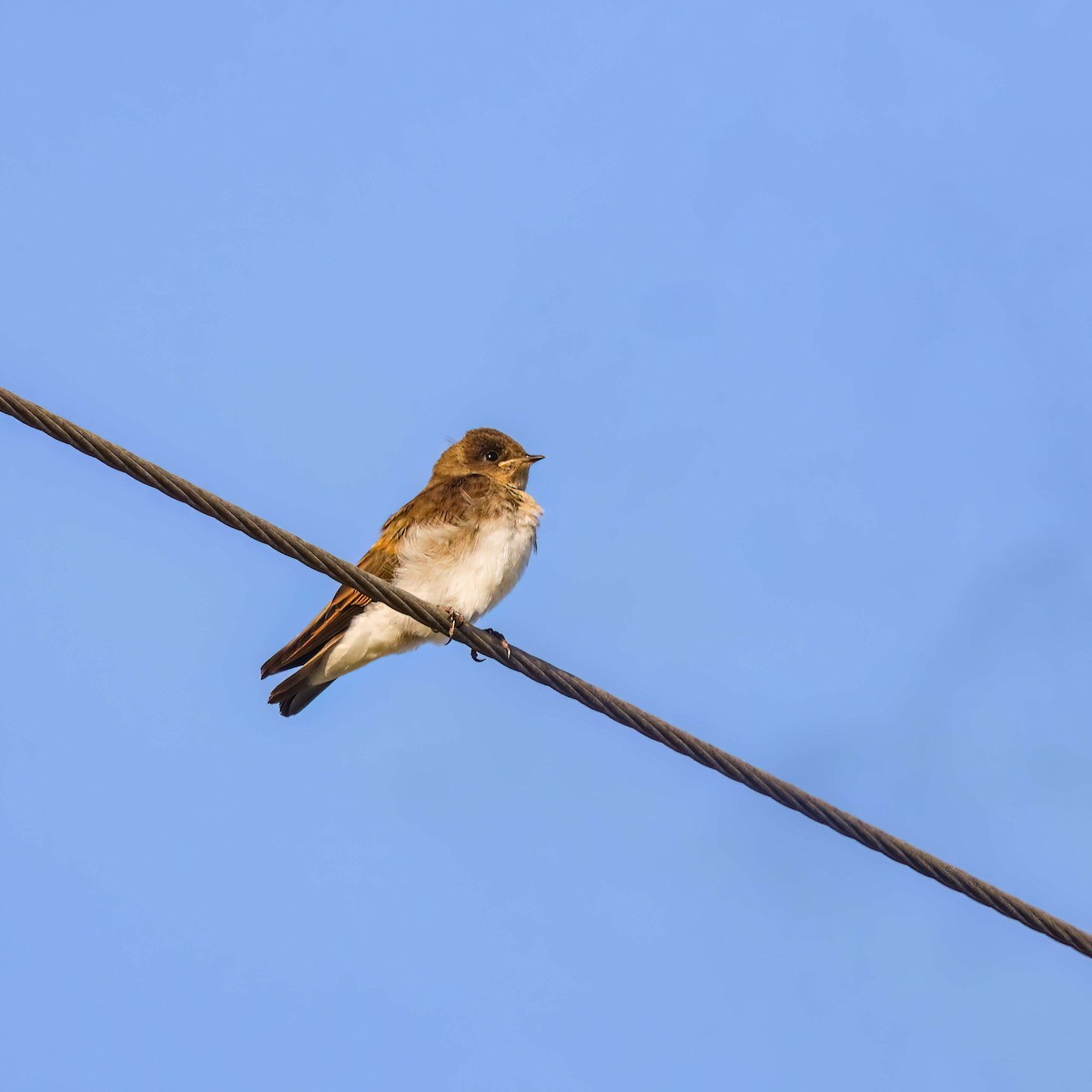 Northern Rough-winged Swallow - ML619681722