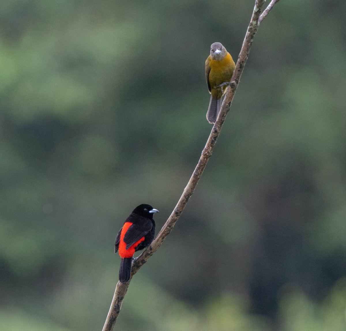 Scarlet-rumped Tanager - ML619681732