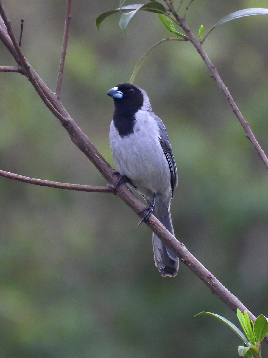 Black-faced Tanager - ML619681737