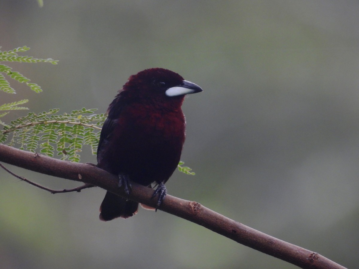 Silver-beaked Tanager - ML619681751