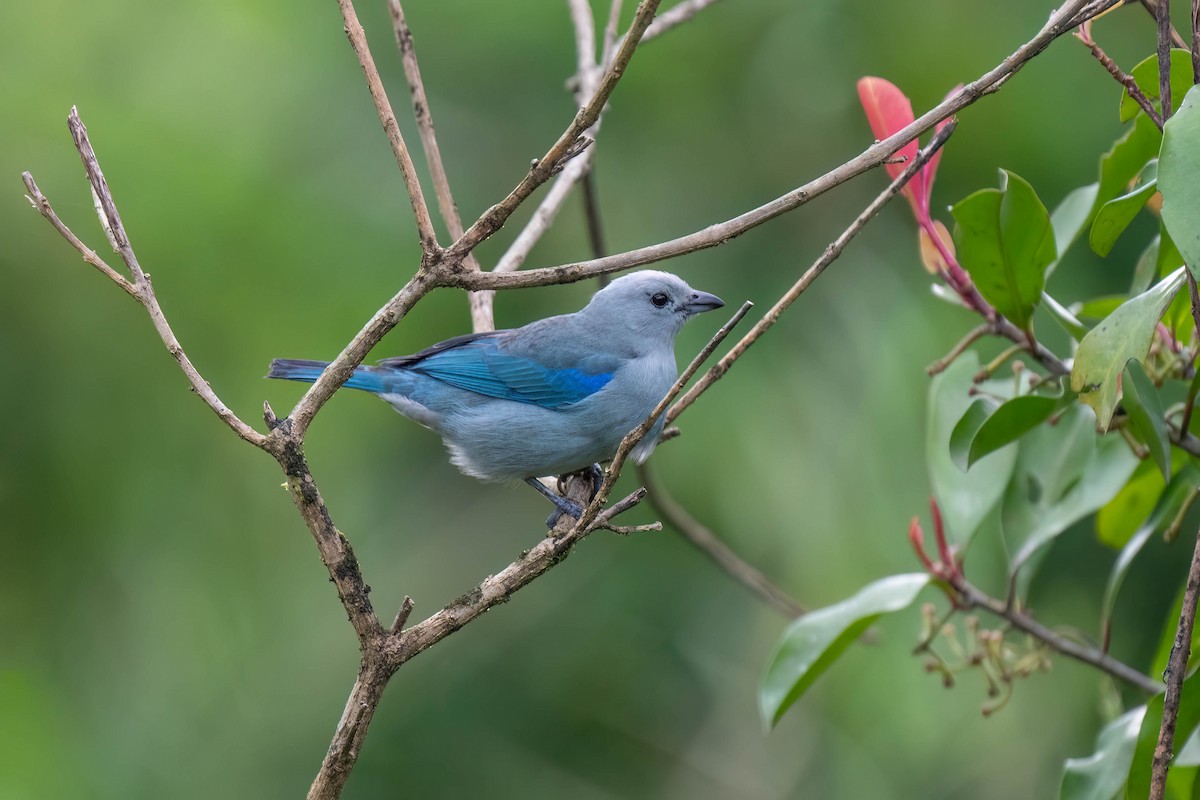 Blue-gray Tanager - ML619681781