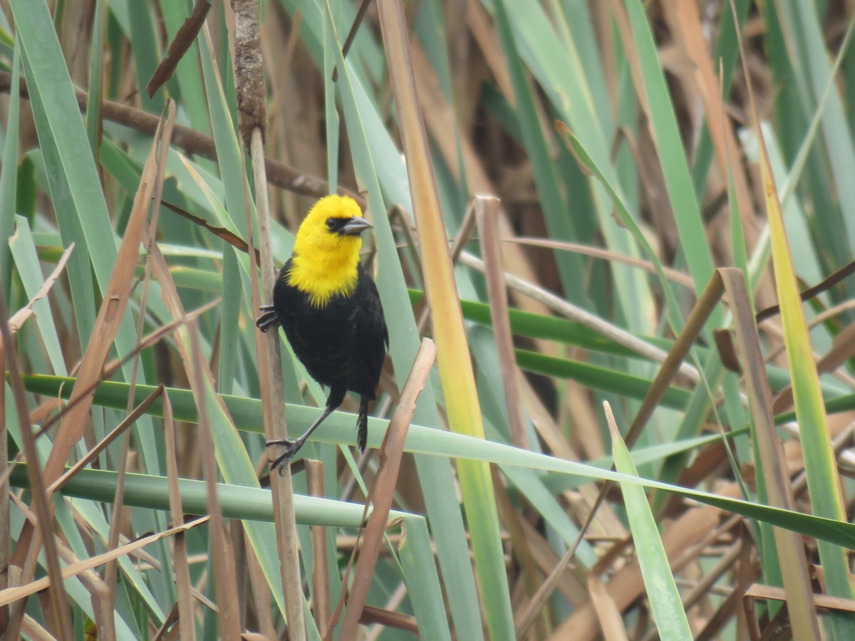 Yellow-hooded Blackbird - ML619681804