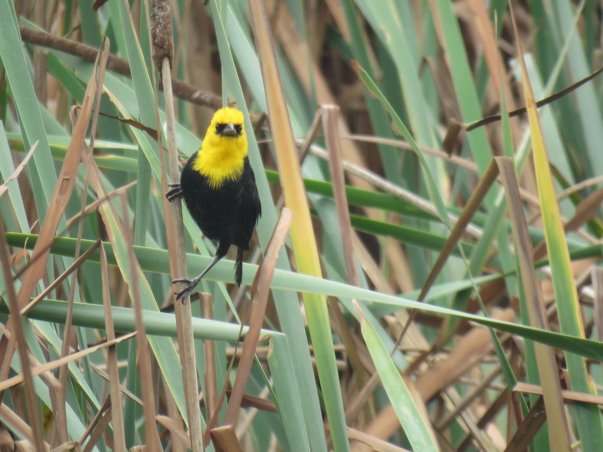 Yellow-hooded Blackbird - ML619681805