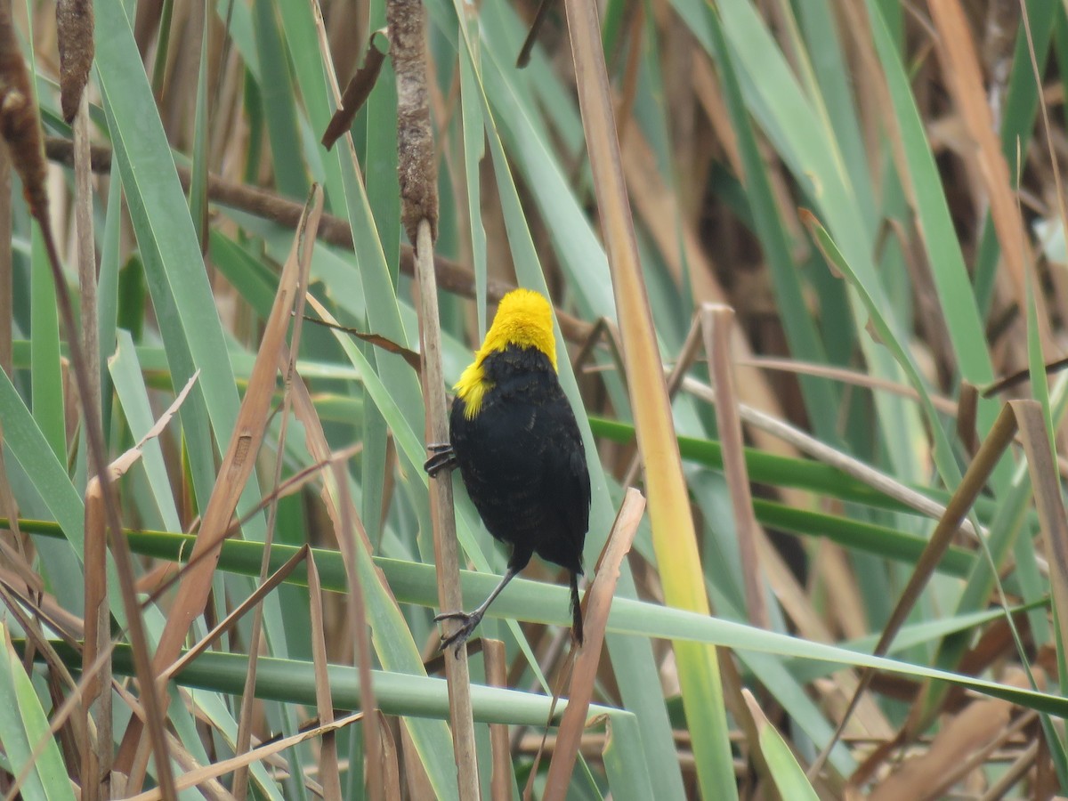Yellow-hooded Blackbird - ML619681806