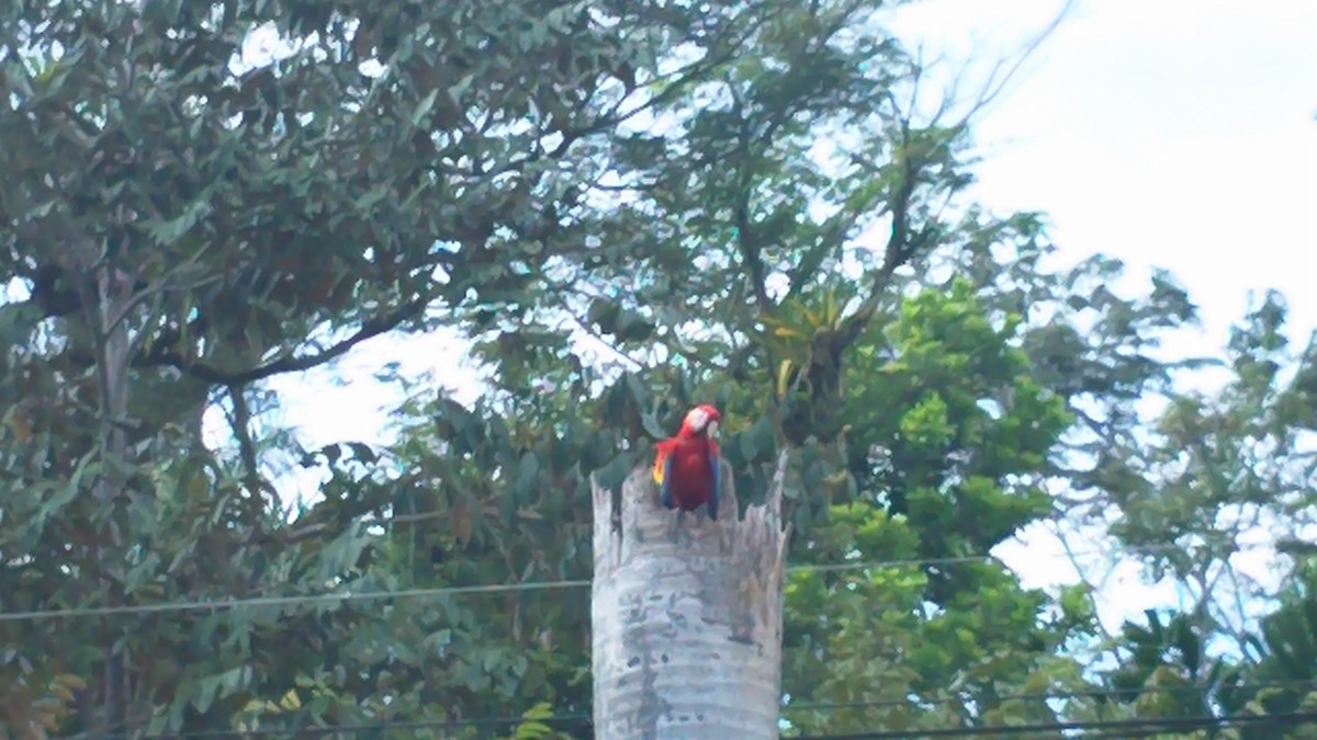 Scarlet Macaw - ML619681850