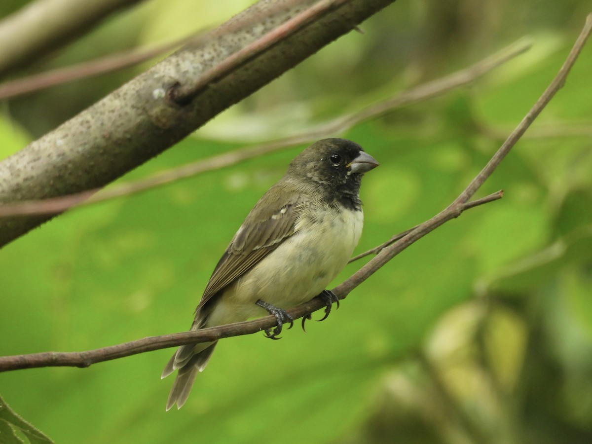 Yellow-bellied Seedeater - ML619681861