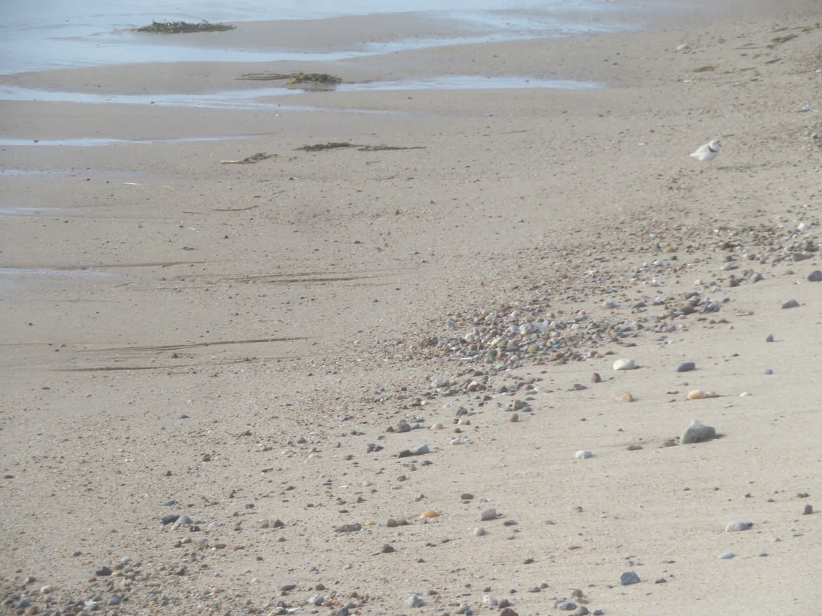 Piping Plover - ML619681870