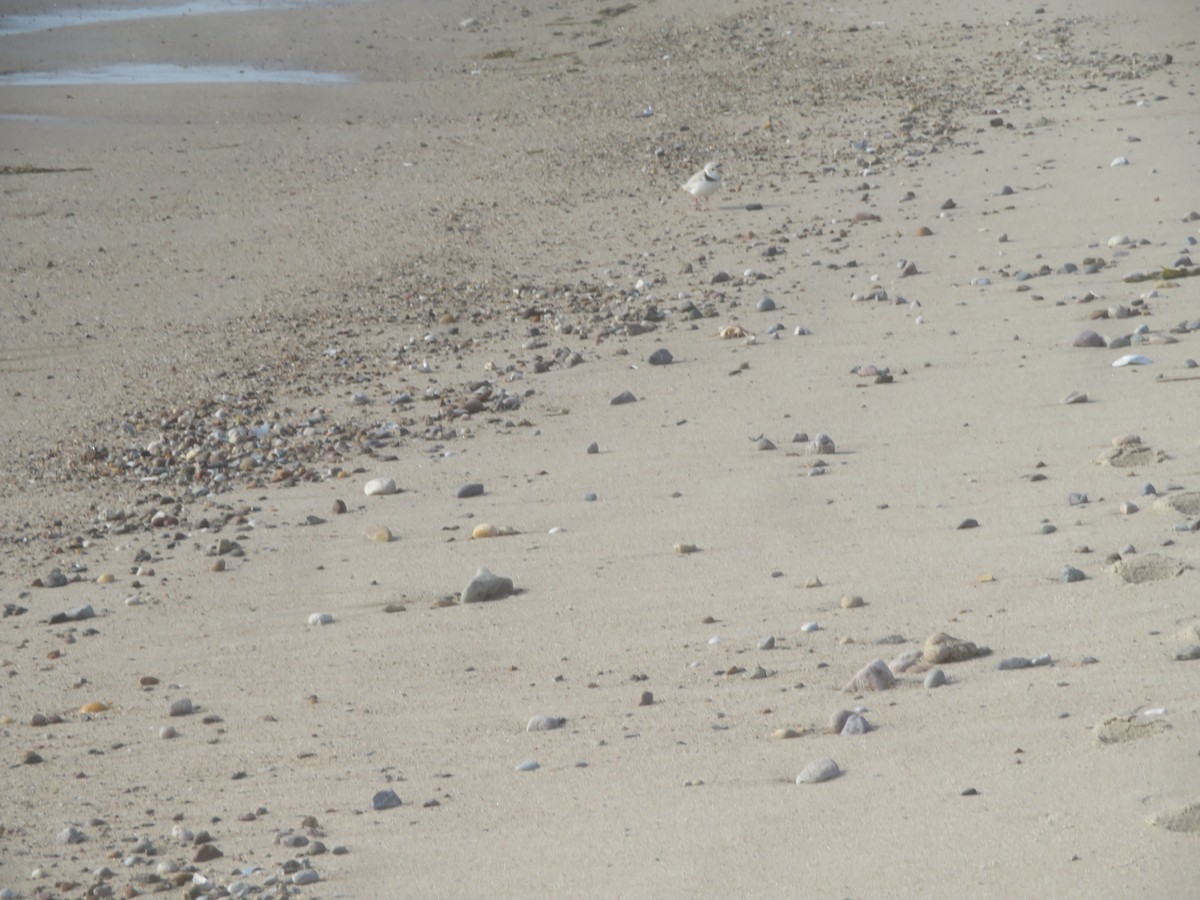 Piping Plover - ML619681871