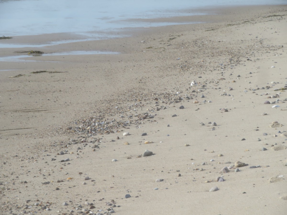 Piping Plover - ML619681872