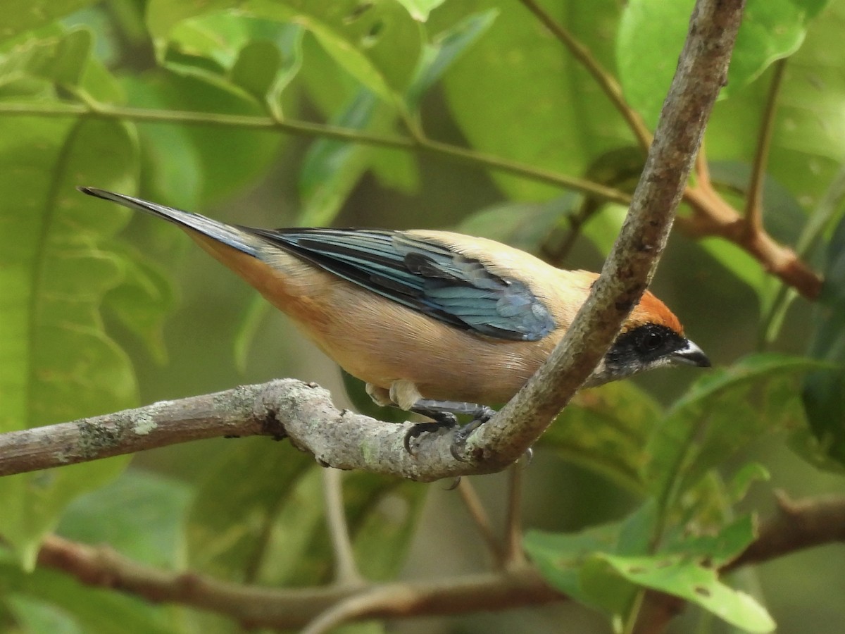 Burnished-buff Tanager - ML619681877