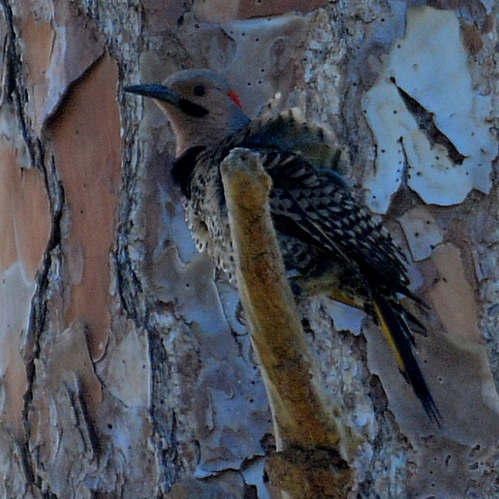 Northern Flicker (Yellow-shafted) - ML619681879
