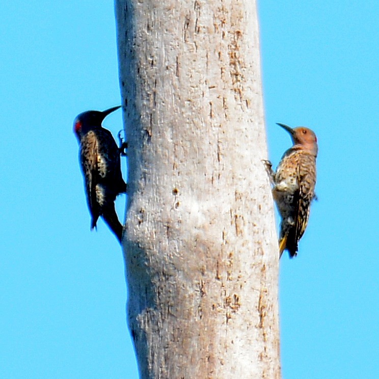 Northern Flicker (Yellow-shafted) - ML619681881
