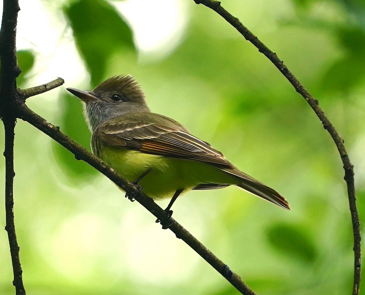 Great Crested Flycatcher - ML619681891