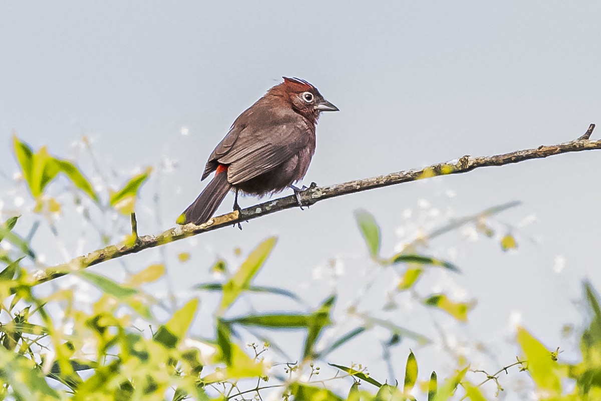 Red-crested Finch - ML619681898