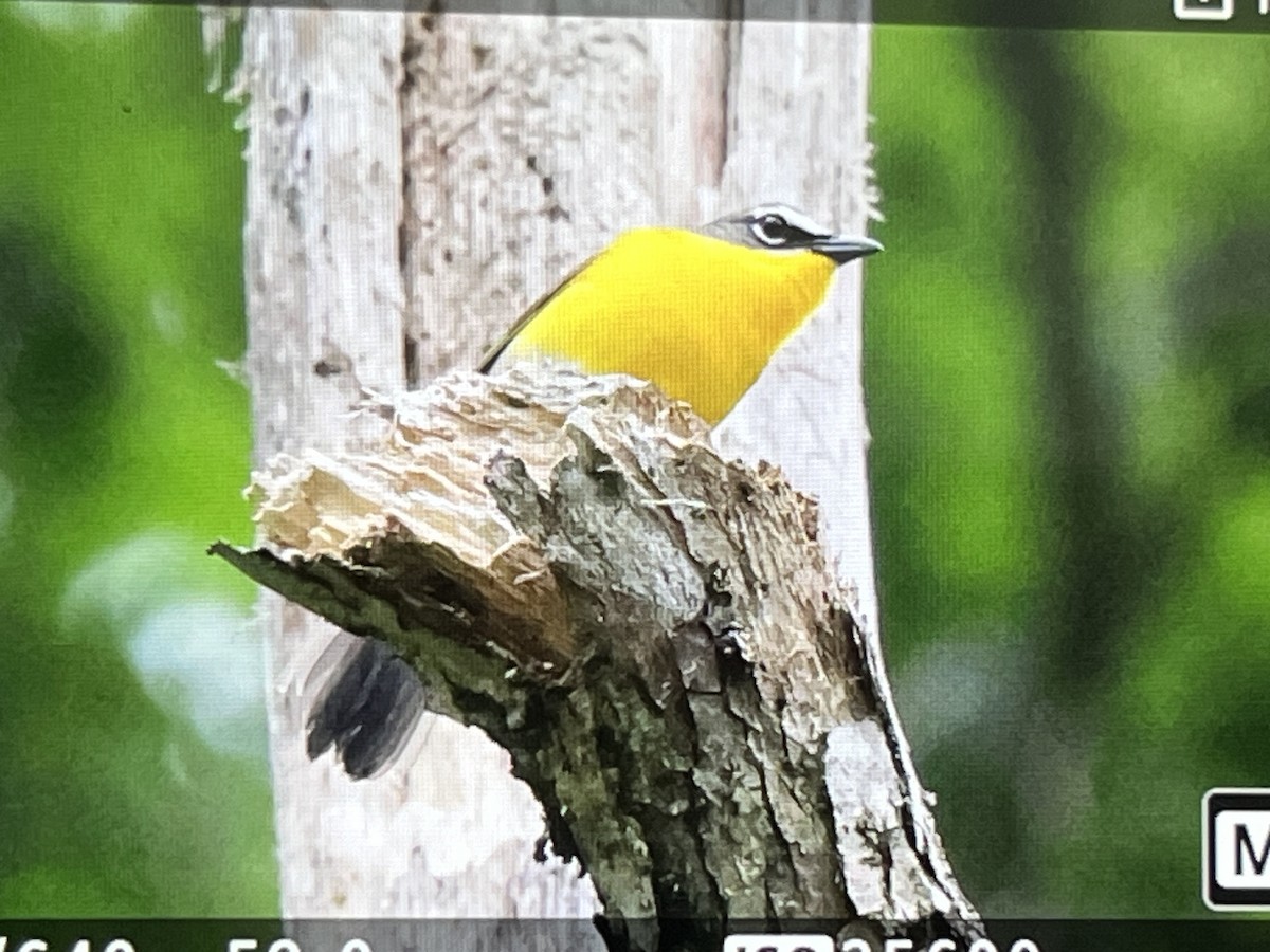 Yellow-breasted Chat - ML619681902