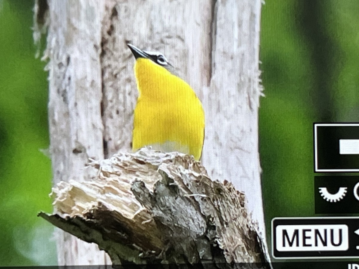 Yellow-breasted Chat - ML619681903