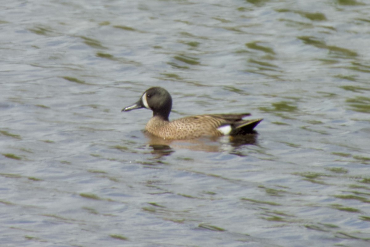 Blue-winged Teal - ML619681921