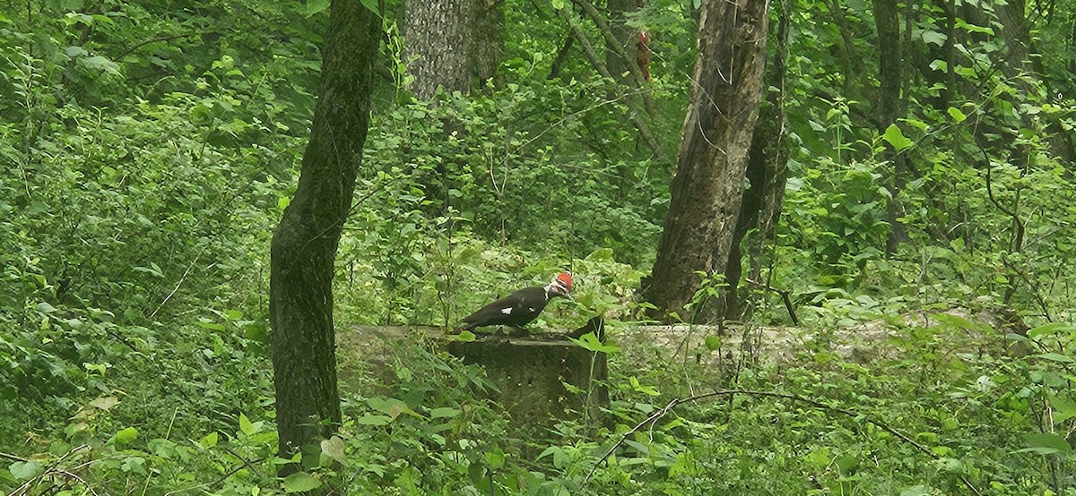 Pileated Woodpecker - ML619681934