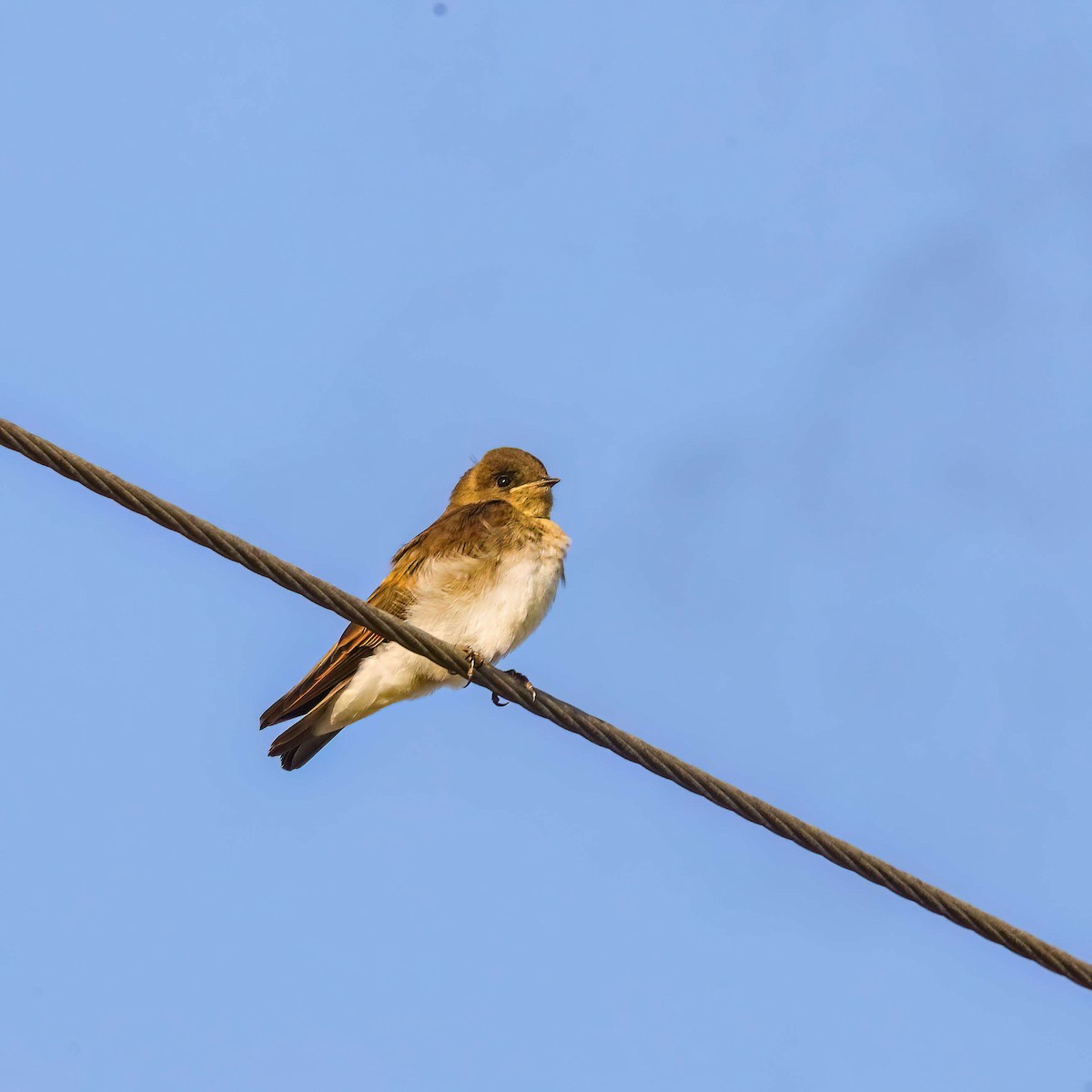 Northern Rough-winged Swallow - ML619681945