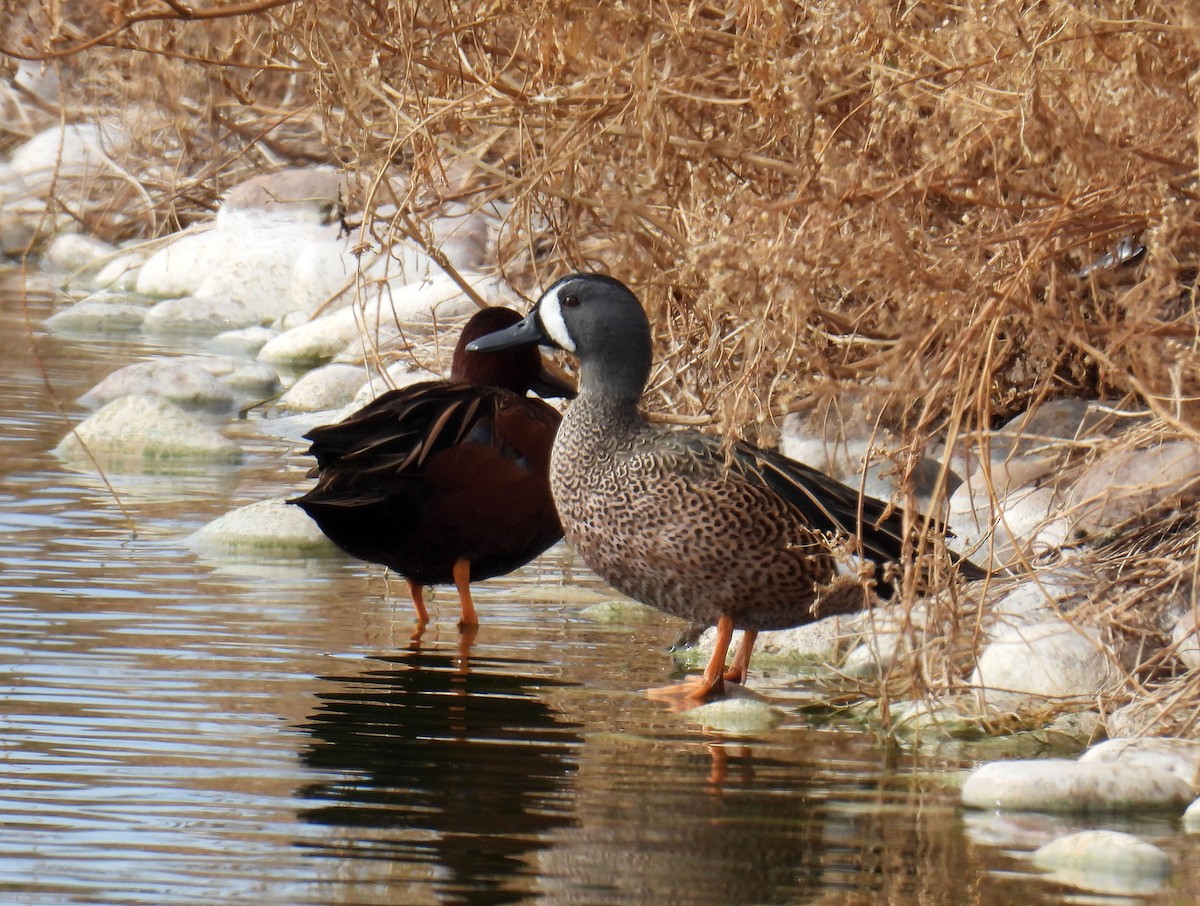 Blue-winged Teal - ML619681988