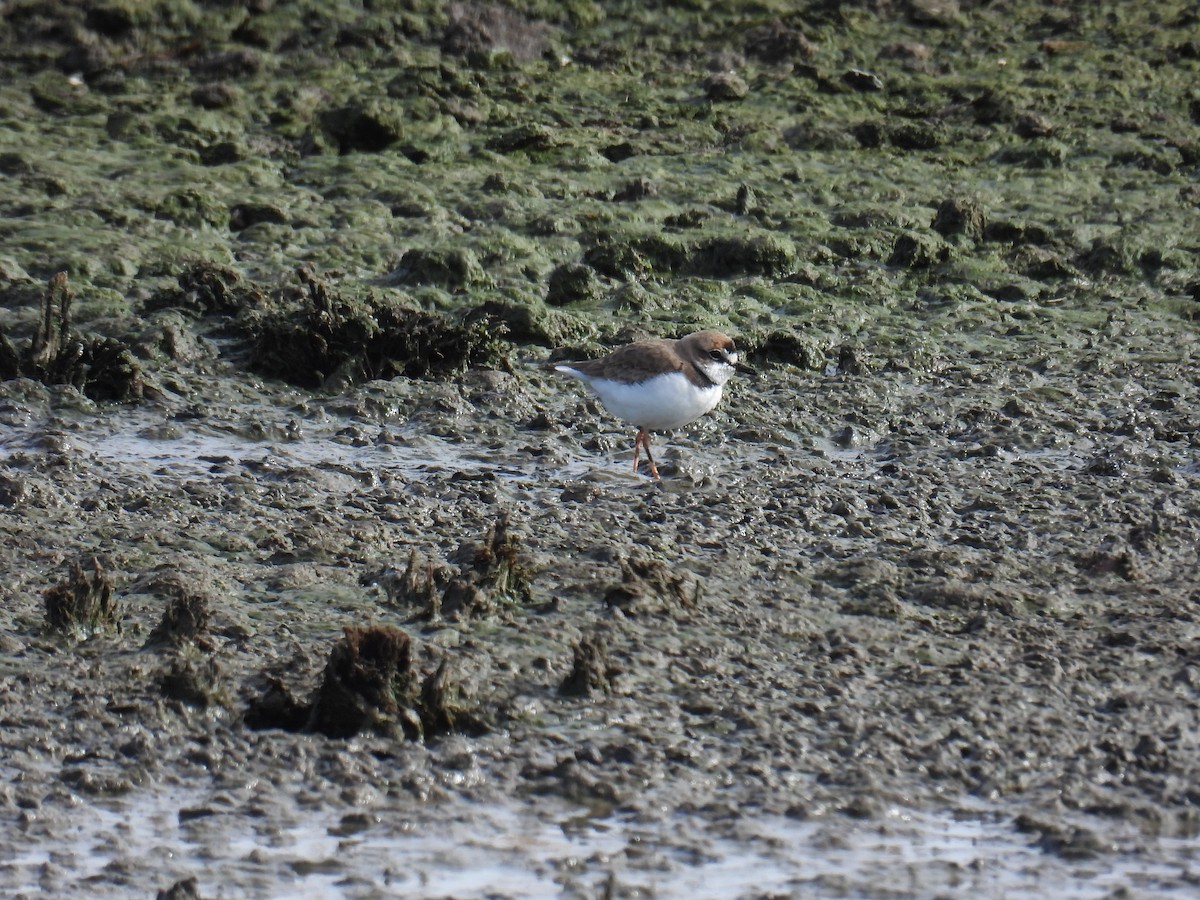Collared Plover - ML619682009
