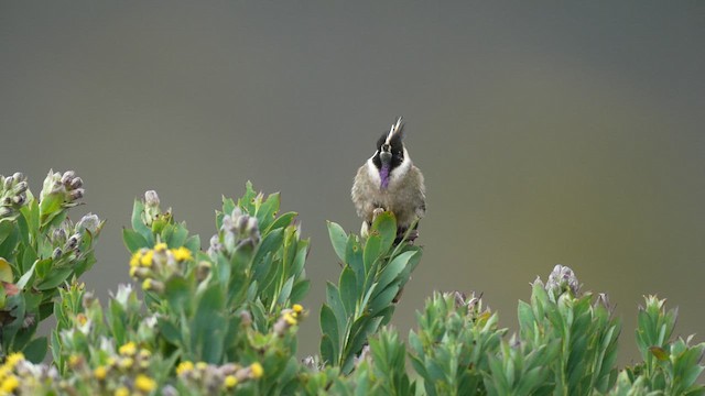 kolibřík tolimský - ML619682052
