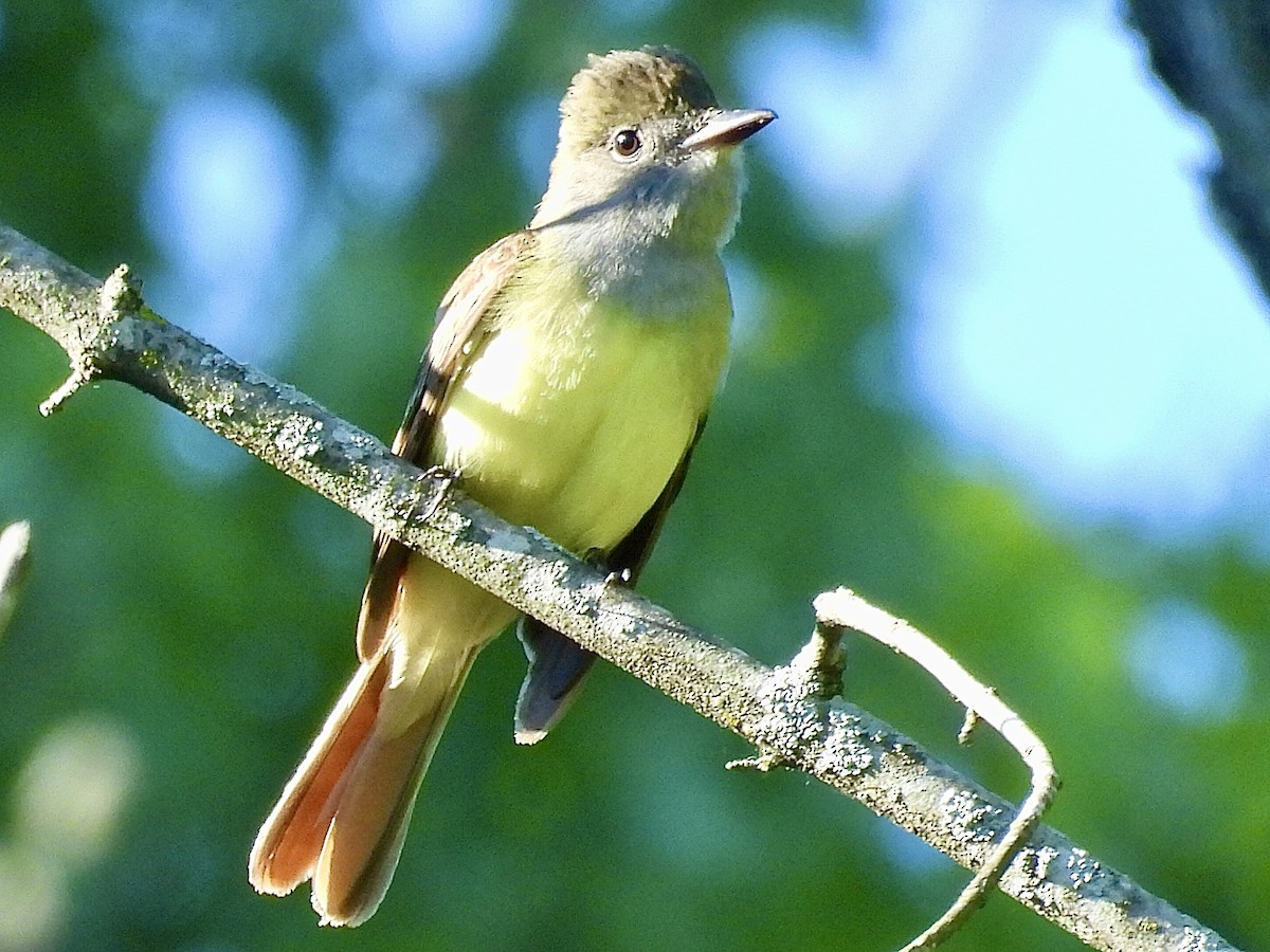 Great Crested Flycatcher - ML619682088