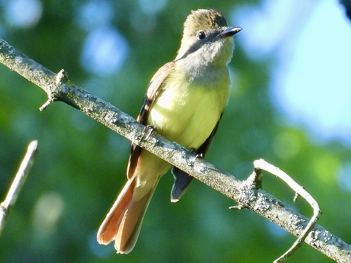 Great Crested Flycatcher - ML619682089