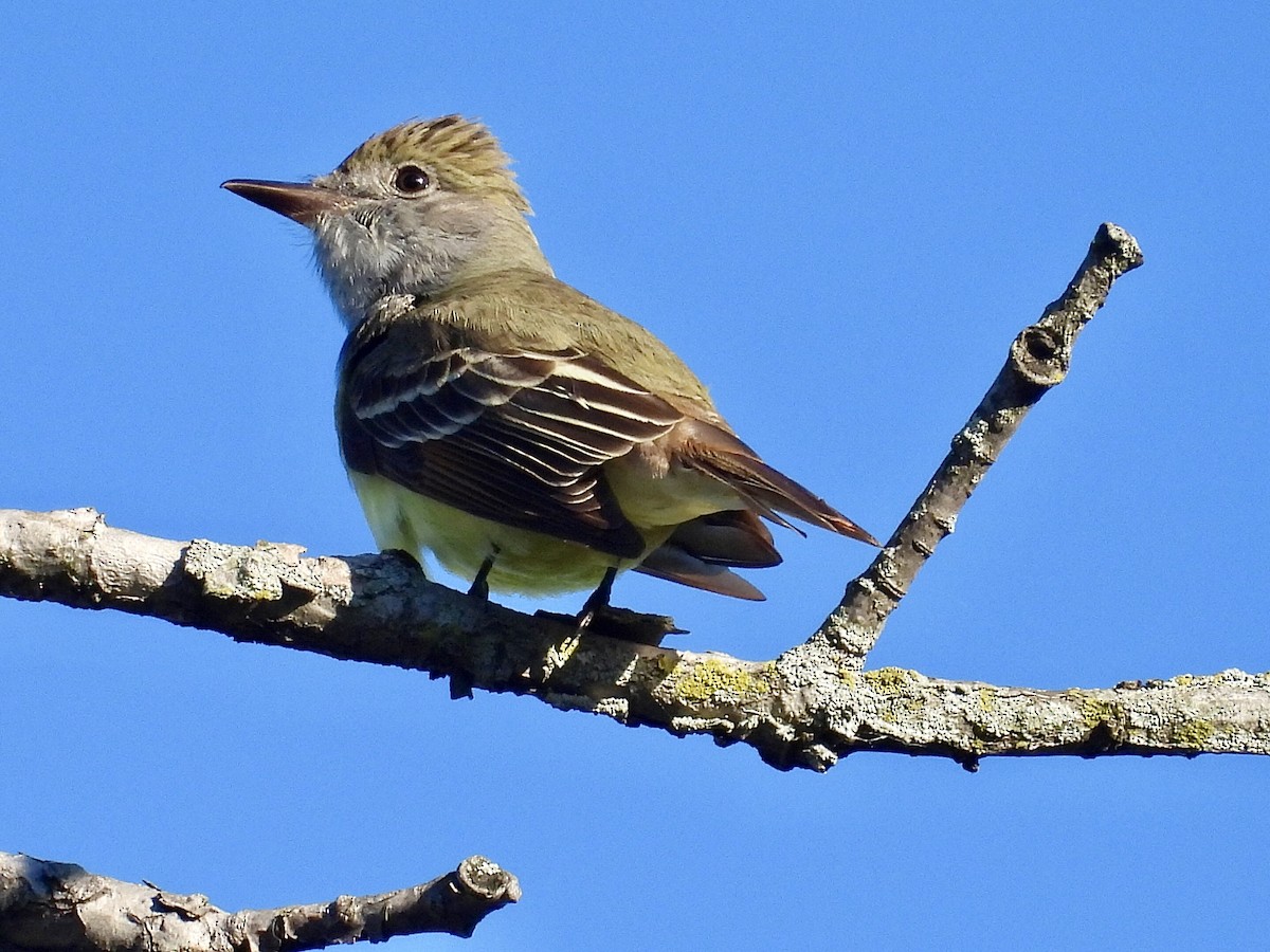 Great Crested Flycatcher - ML619682090