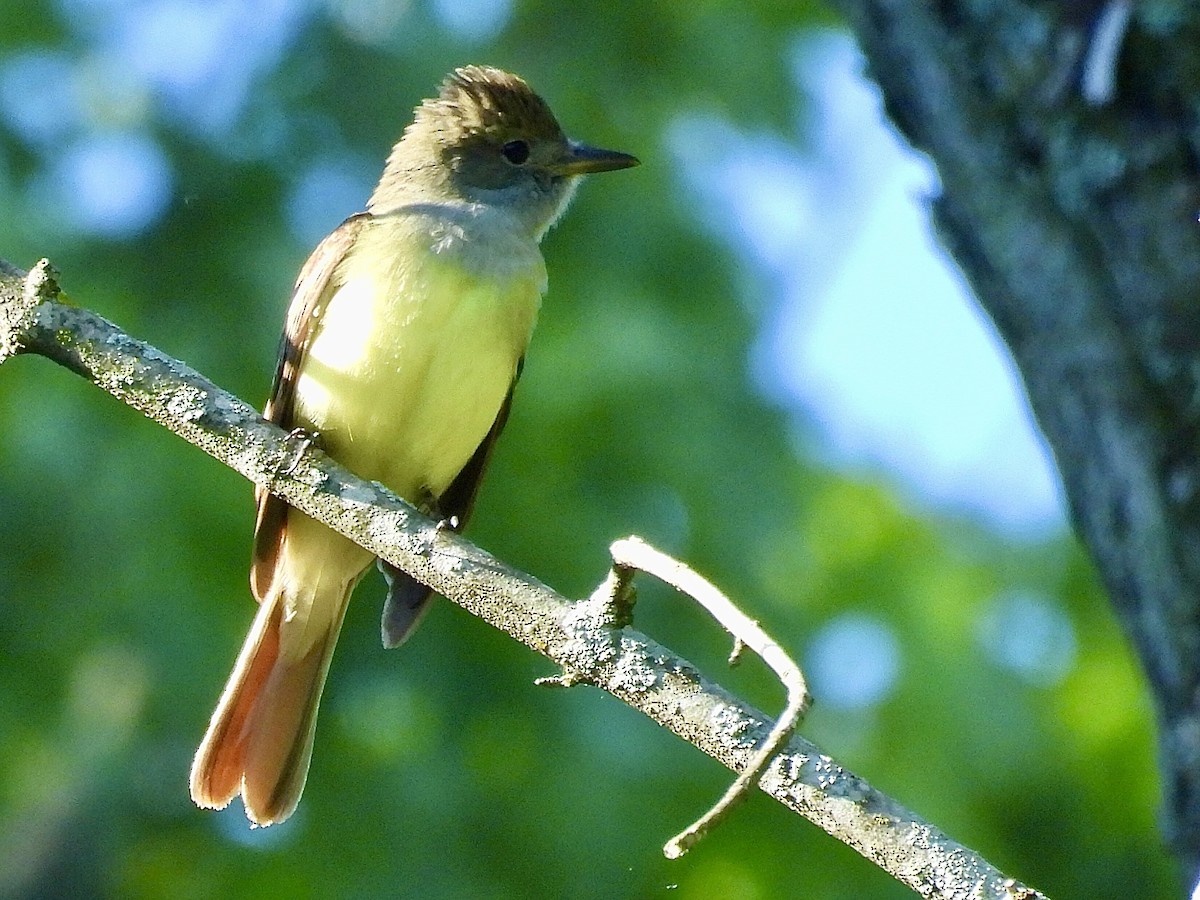 Great Crested Flycatcher - ML619682092