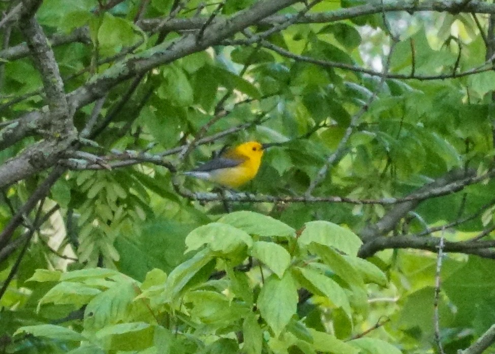 Prothonotary Warbler - ML619682107
