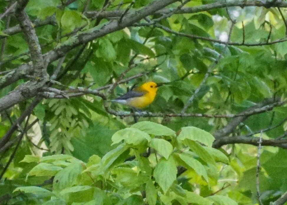 Prothonotary Warbler - ML619682108