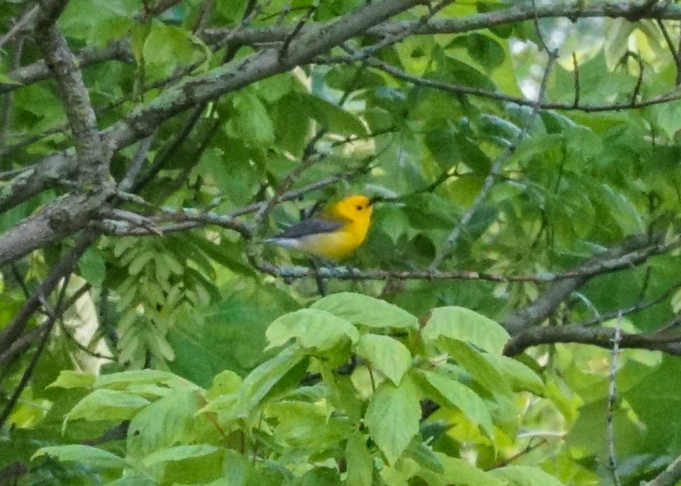 Prothonotary Warbler - ML619682109