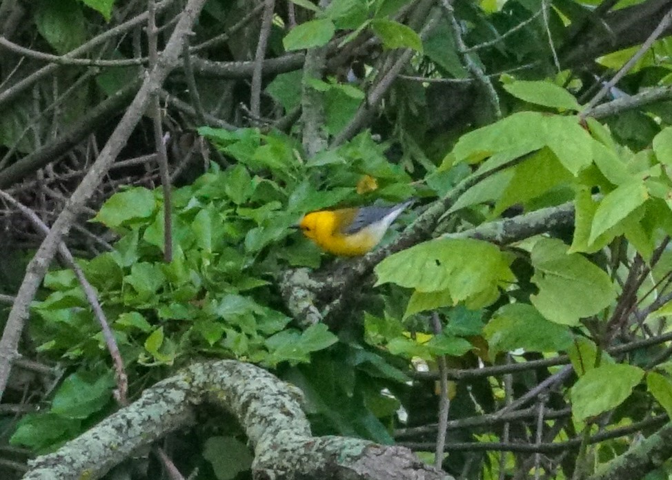 Prothonotary Warbler - ML619682111