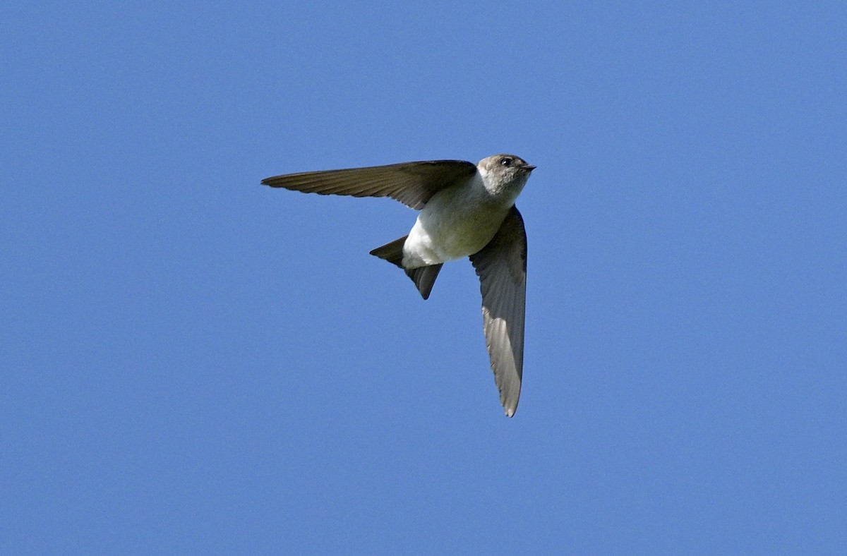 Northern Rough-winged Swallow - ML619682115