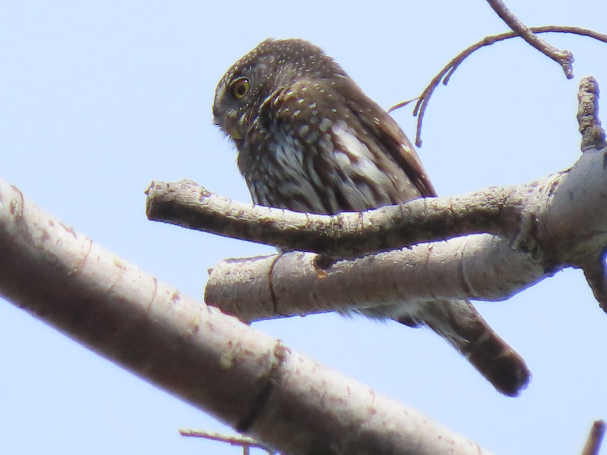 Northern Pygmy-Owl - ML619682141