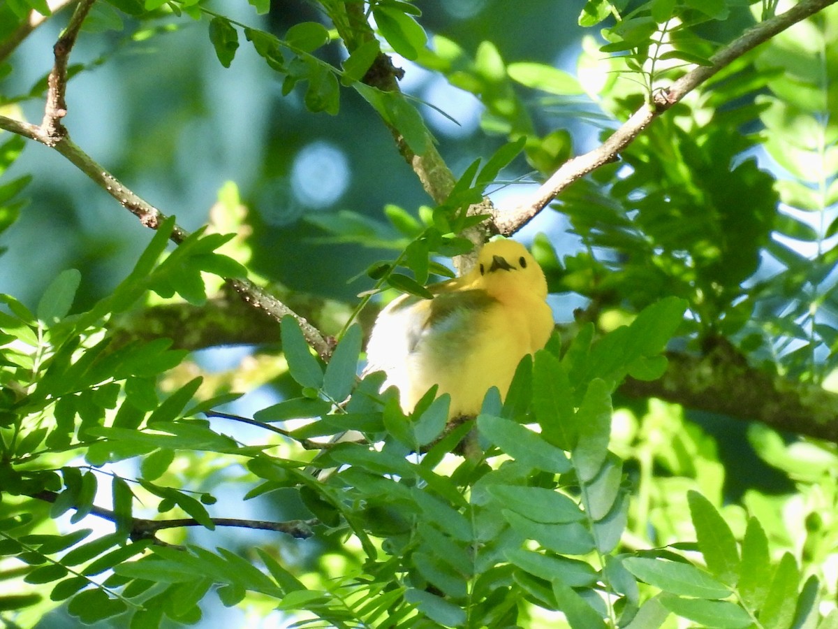 Prothonotary Warbler - ML619682164