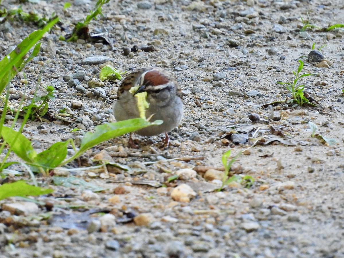 Chipping Sparrow - ML619682179