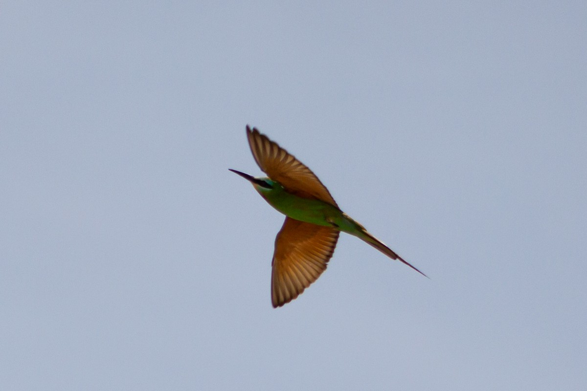 Blue-cheeked Bee-eater - ML619682180