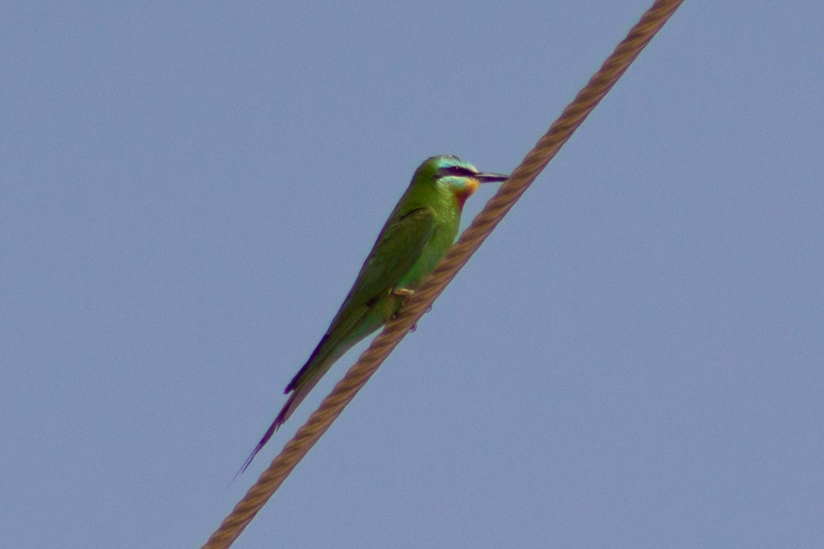 Blue-cheeked Bee-eater - ML619682181