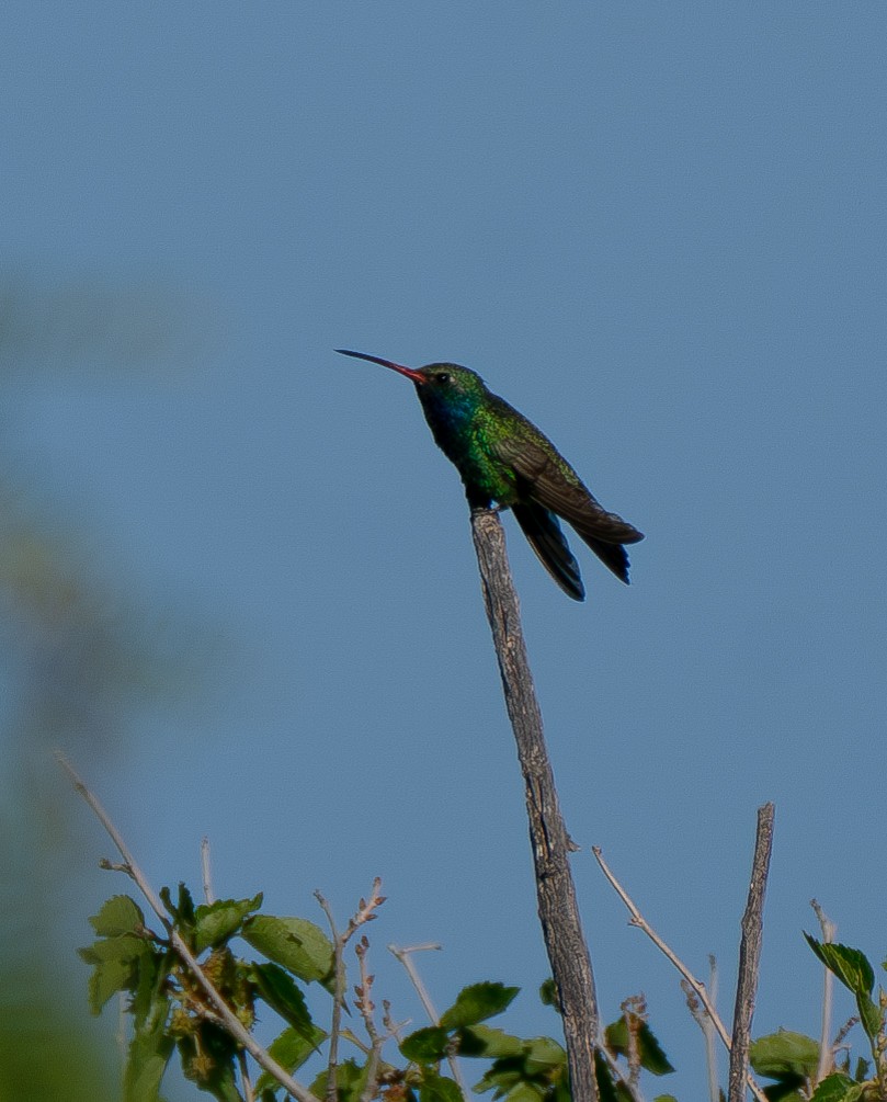 Broad-billed Hummingbird - ML619682182