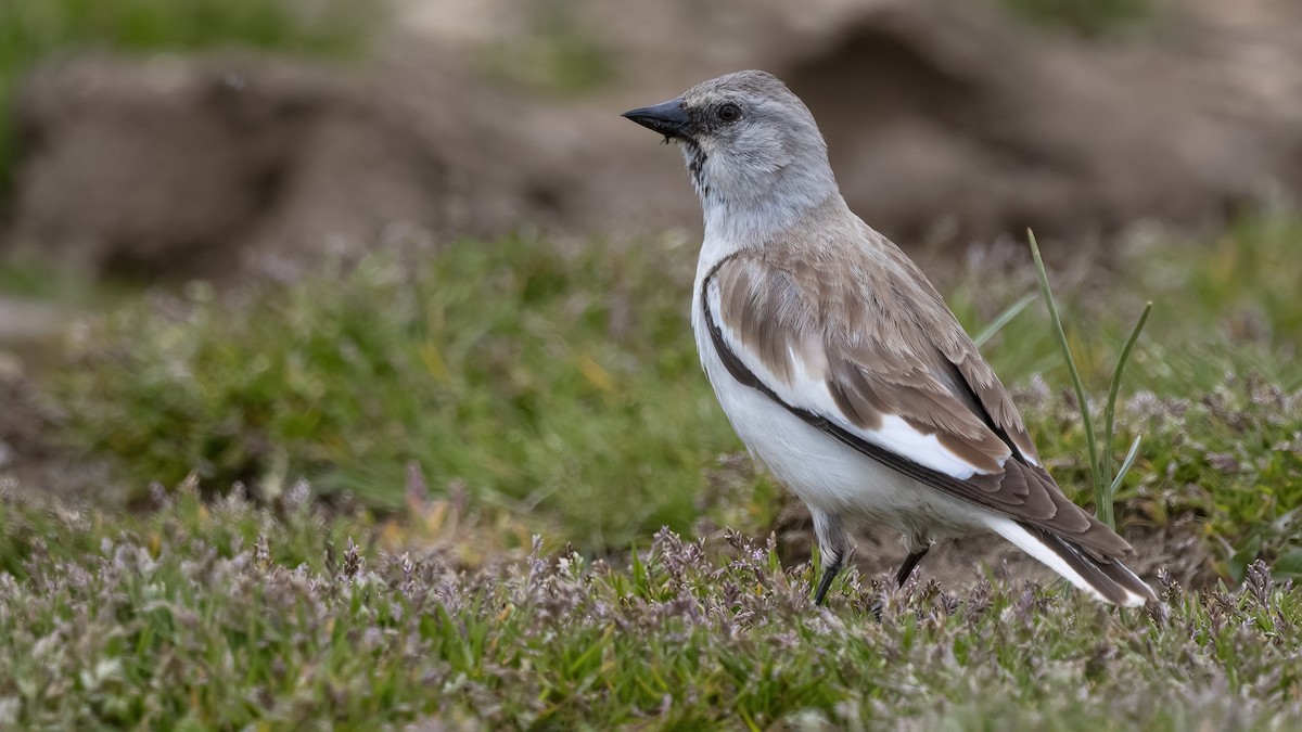White-winged Snowfinch - ML619682186