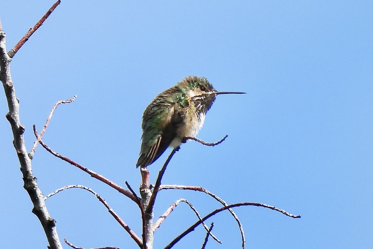 Calliope Hummingbird - ML619682189