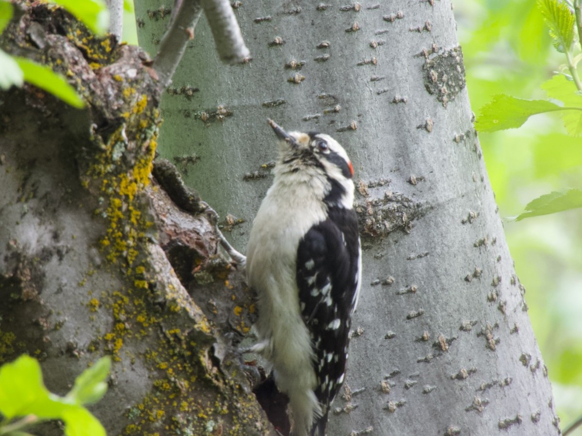 Downy Woodpecker - ML619682192