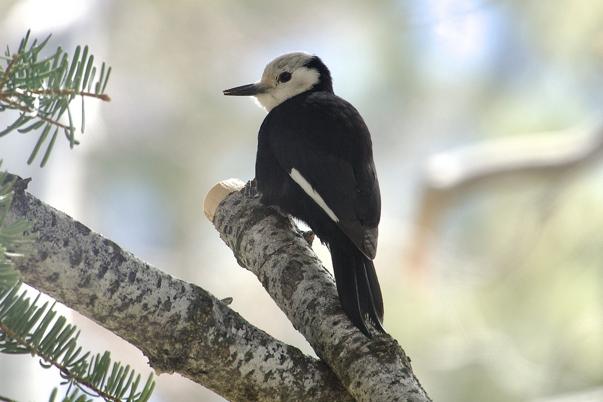 White-headed Woodpecker - ML619682283