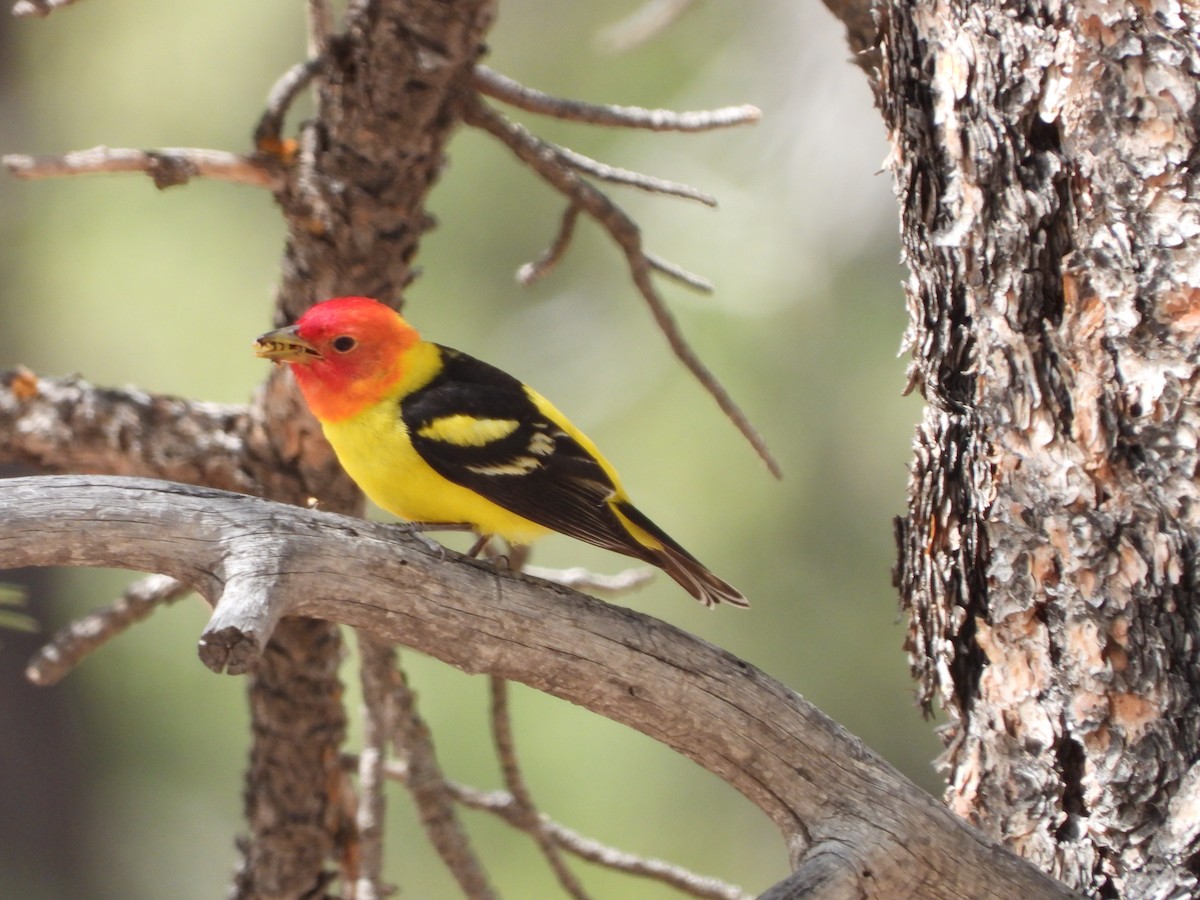 Western Tanager - ML619682285