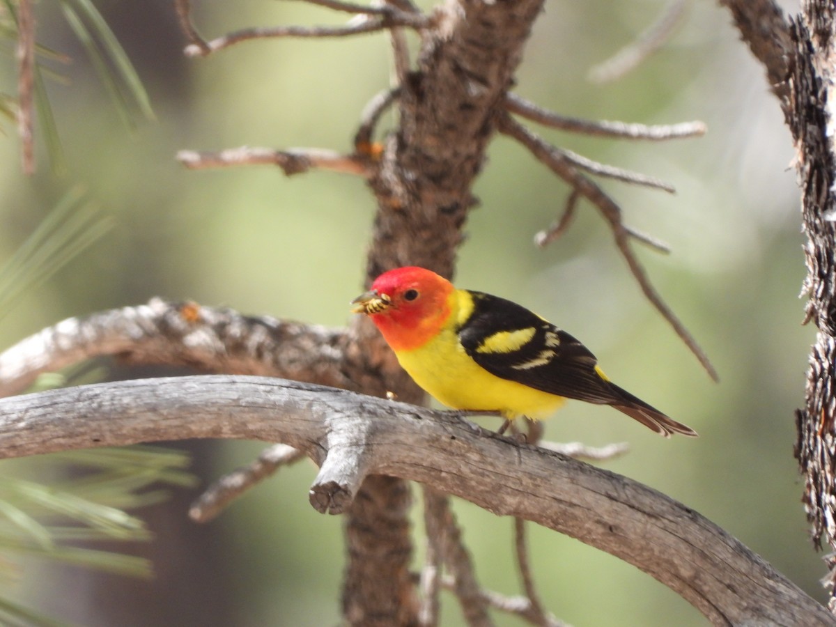 Western Tanager - ML619682290