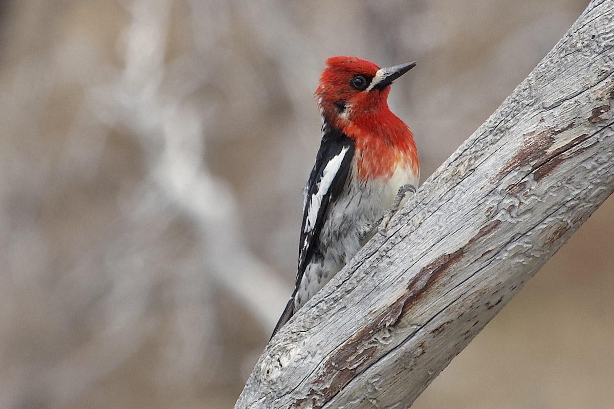 Red-breasted Sapsucker - ML619682316