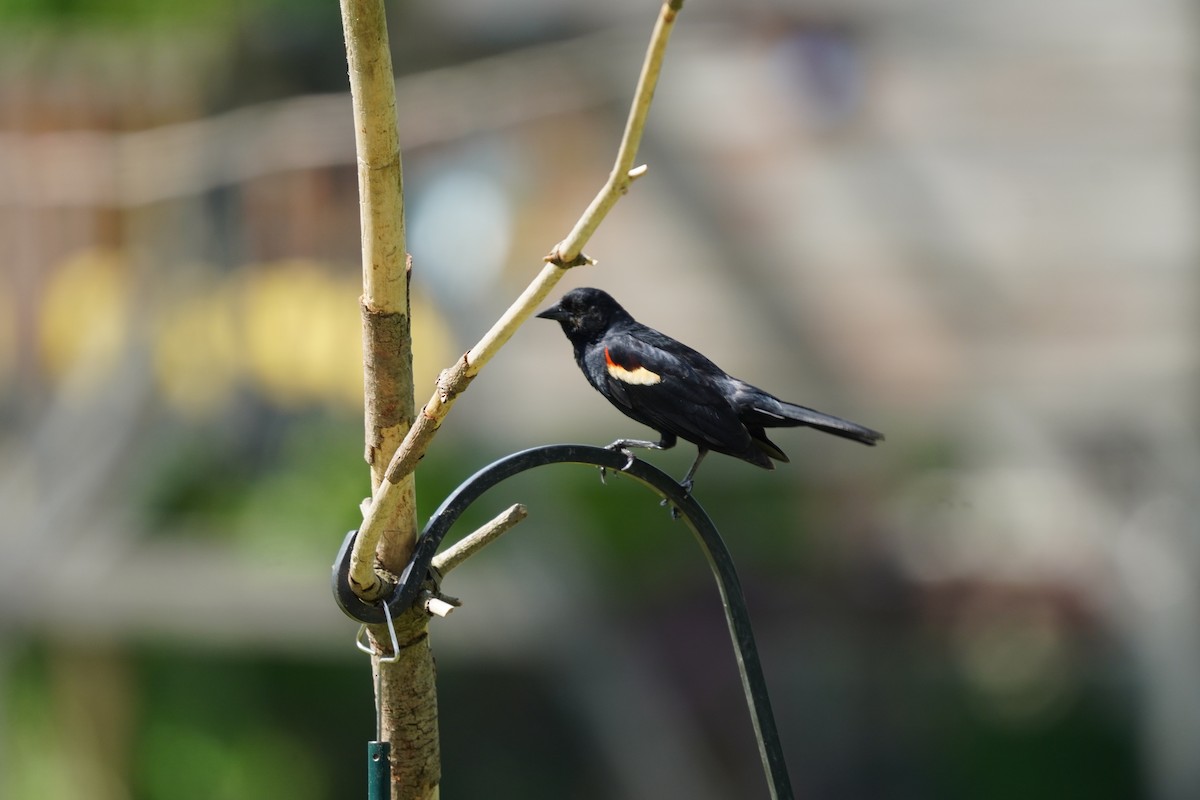 Red-winged Blackbird (Red-winged) - ML619682353