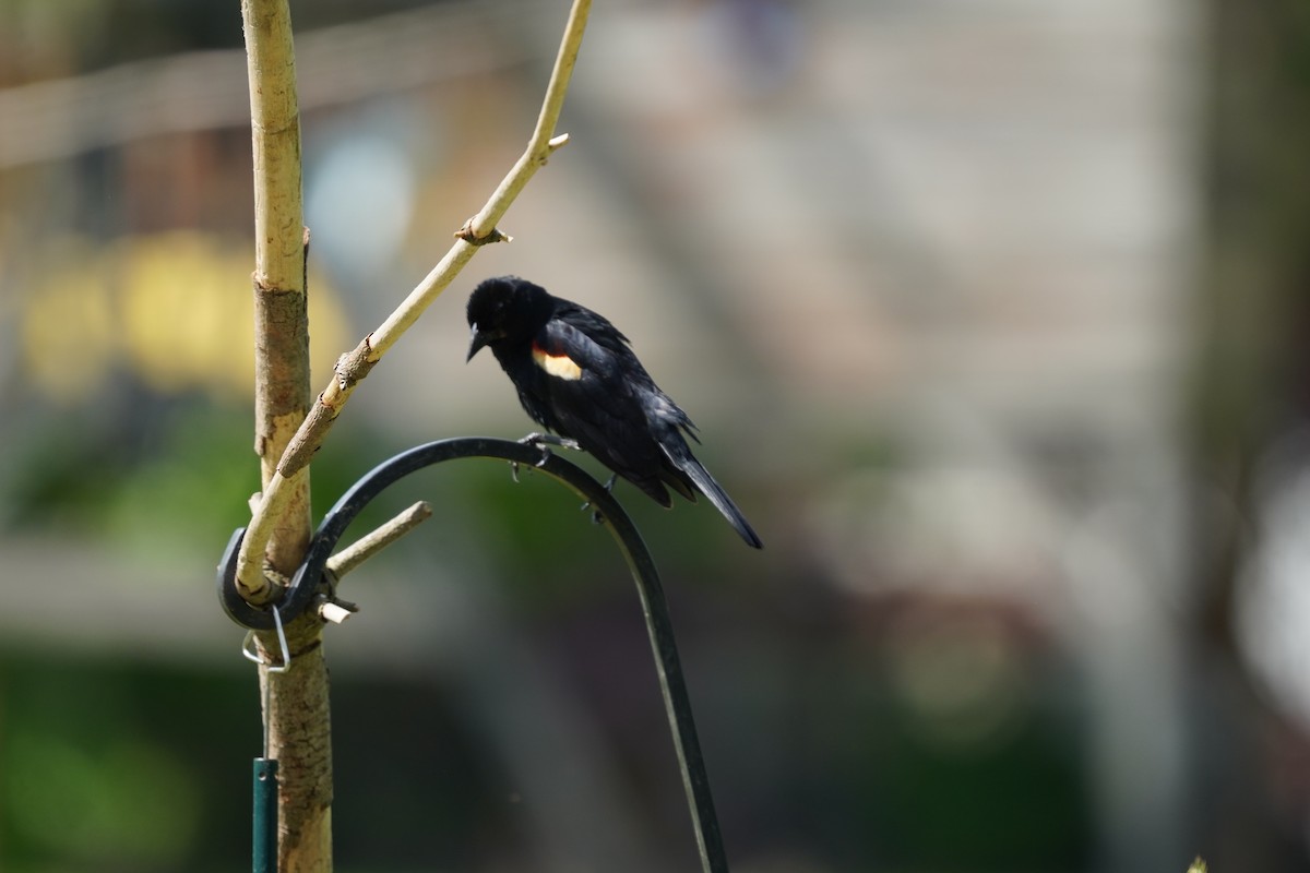 Red-winged Blackbird (Red-winged) - ML619682354